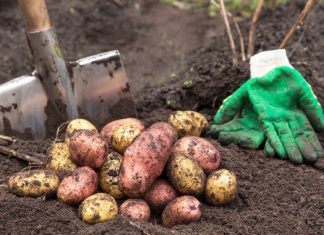 Картофель — большой и здоровый урожай возможен