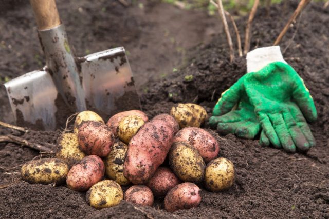 Картофель – большой и здоровый урожай возможен