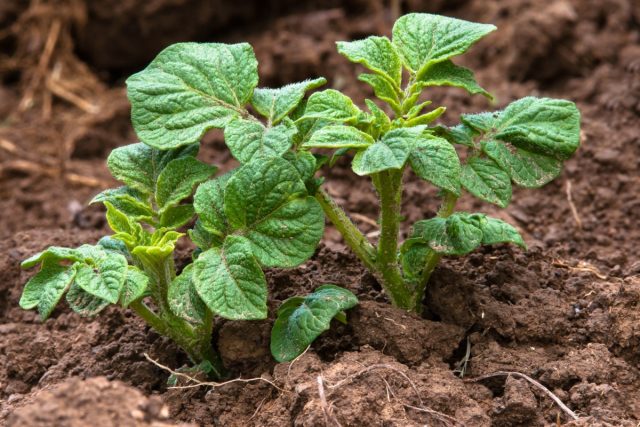 Сделать почву для выращивания картофеля в собственном огороде полностью стерильной от болезней и вредителей практически невозможно
