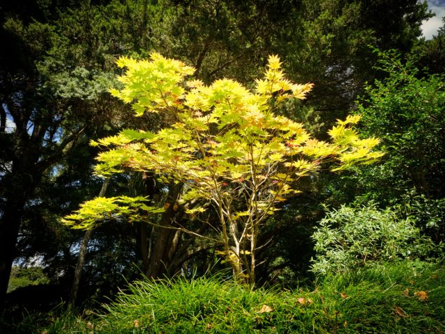 Клён ложнозибольдов, или корейский клён (Acer pseudosieboldianum)