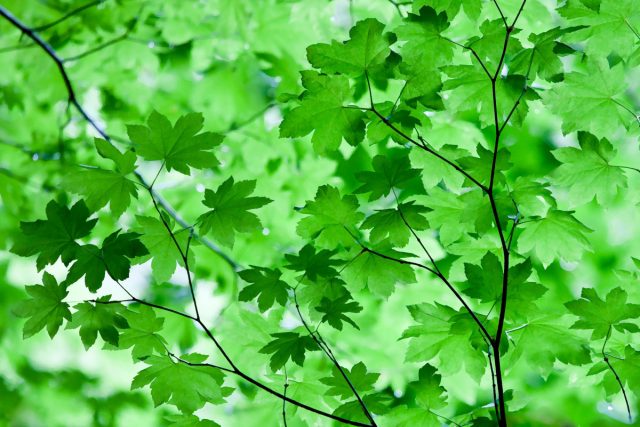 Клен завитой, или Виноградный клен (Acer circinatum) Клен завитой, или Виноградный клен (Acer circinatum)
