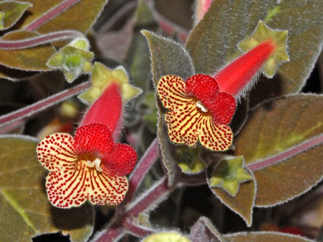 Колерия приятная (Kohleria amabilis) Колерия приятная (Kohleria amabilis)