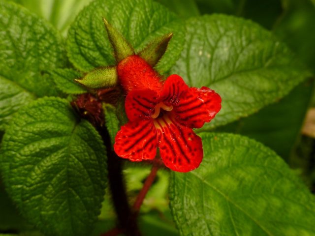 Колерия неровная (Kohleria inaequalis) Колерия неровная (Kohleria inaequalis)