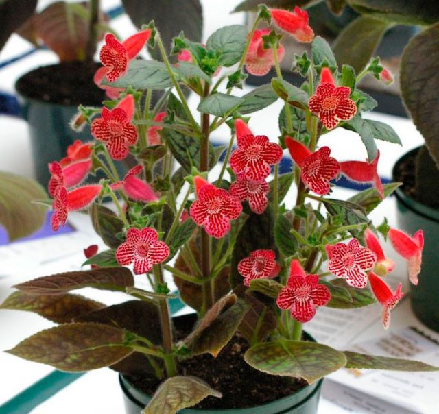 Колерия шерстяная (Kohleria lanata)