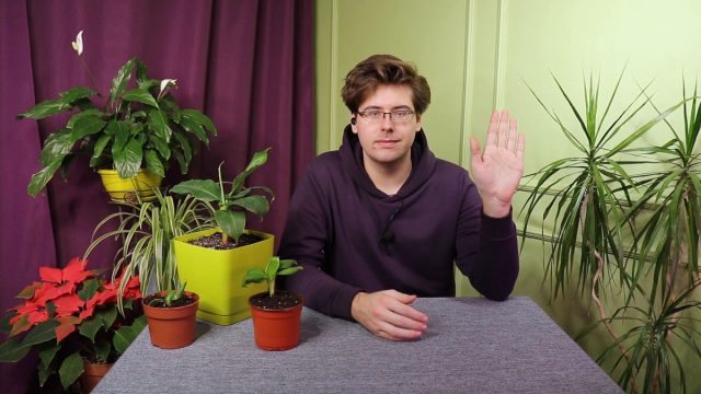 Комнатный банан — особенности ухода и пересадки Комнатный банан — особенности ухода и пересадки