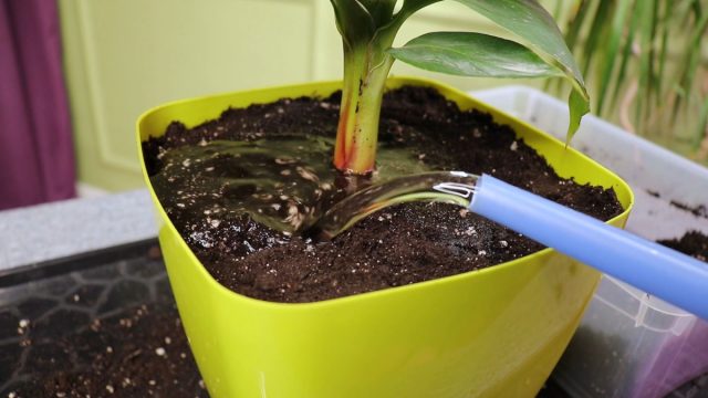 После пересадки пролейте наш комнатный банан водой После пересадки пролейте наш комнатный банан водой
