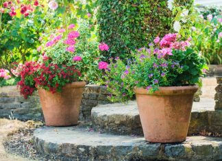 Контейнерный сад совсем не сложно создать своими руками