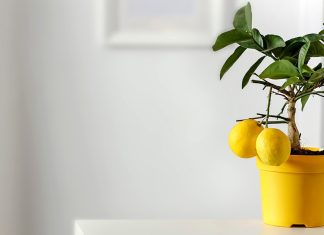 Уход за лимоном в горшке