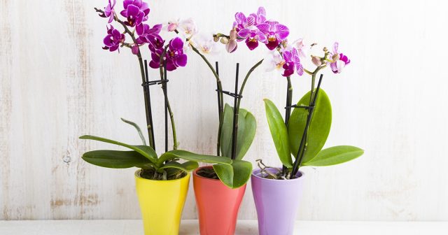 Орхидеи нужно поместить вдали от приборов отопления, яркого света и сквозняков.