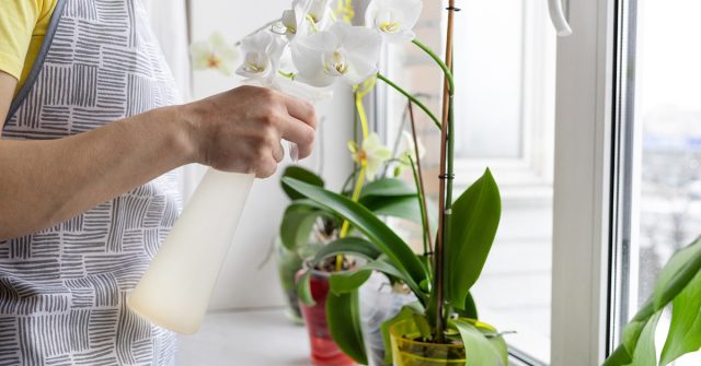 Неправильным поливом легко можно погубить даже здоровую орхидею, а ослабленные растения чувствительны к таким нарушениям вдвойне