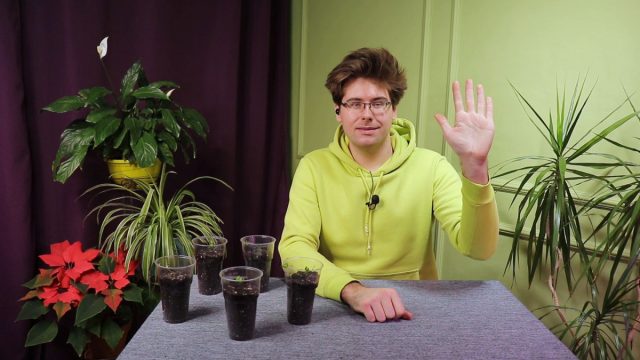 Пикировка перцев и сельдерея по правилам Пикировка перцев и сельдерея по правилам