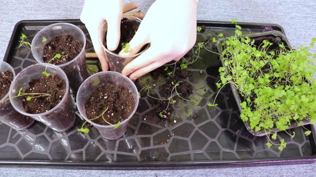 Пикировка корневого сельдерея Пикировка корневого сельдерея