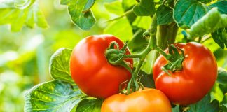 Почему помидоры кислые или горькие на вкус и что делать?