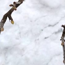Почки смородины Почки смородины