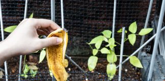 Полезна ли банановая кожура в саду и огороде?