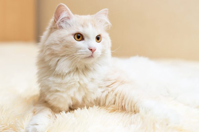 Породы полудлинношерстных кошек Породы полудлинношерстных кошек