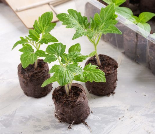 Помогаем рассаде пережить пикировку и высадку - Фаско — все секреты богатого урожая Помогаем рассаде пережить пикировку и высадку