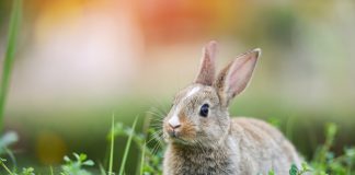 Кролики: интересные и популярные породы