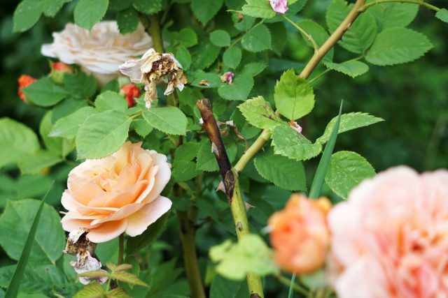 Ухудшение внешнего вида розы из-за заболевания растения 