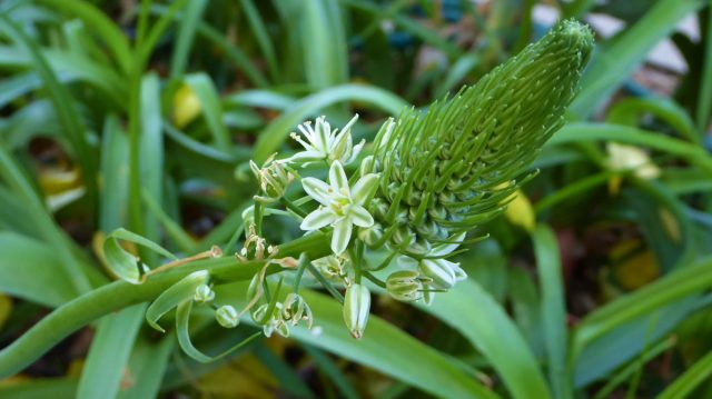 Альбука прицветниковая (Albuca bracteata) Альбука прицветниковая (Albuca bracteata)