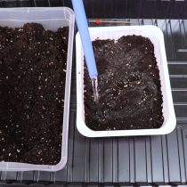 Подготавливаем почву для рассады и проливаем её водой Подготавливаем почву для рассады и проливаем её водой