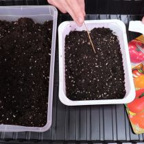 Сформируйте в почве ямки и поместите туда семена томатов