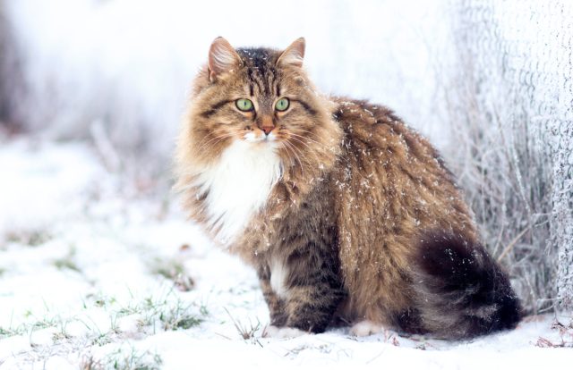 Сибирская кошка