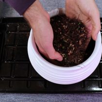 Подстриженное и обрезанное растение пересадите в новый горшок Подстриженное и обрезанное растение пересадите в новый горшок