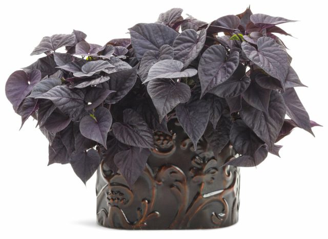 Ипомея батата «Свит Кэролайн Свитхарт Джэк Блэк» (Ipomoea batatas 'Sweet Caroline Sweetheart Jet Black'). © plantaddicts Ипомея батата «Свит Кэролайн Свитхарт Джэк Блэк» (Ipomoea batatas 'Sweet Caroline Sweetheart Jet Black')