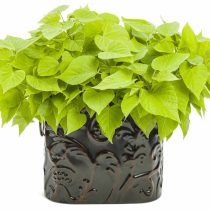 Ипомея батата «Свит Кэролайн Свитхарт Лайт Грин» (Ipomoea batatas 'Sweet Caroline Sweetheart Light Green') Ипомея батата «Свит Кэролайн Свитхарт Лайт Грин» (Ipomoea batatas 'Sweet Caroline Sweetheart Light Green')