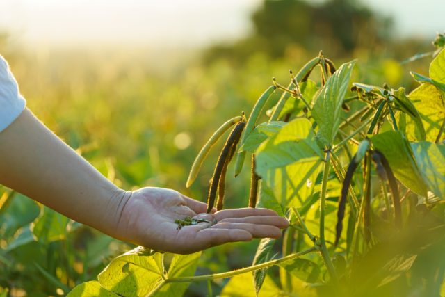 Фасоль золотистая (Vigna radiata) Фасоль золотистая (Vigna radiata)