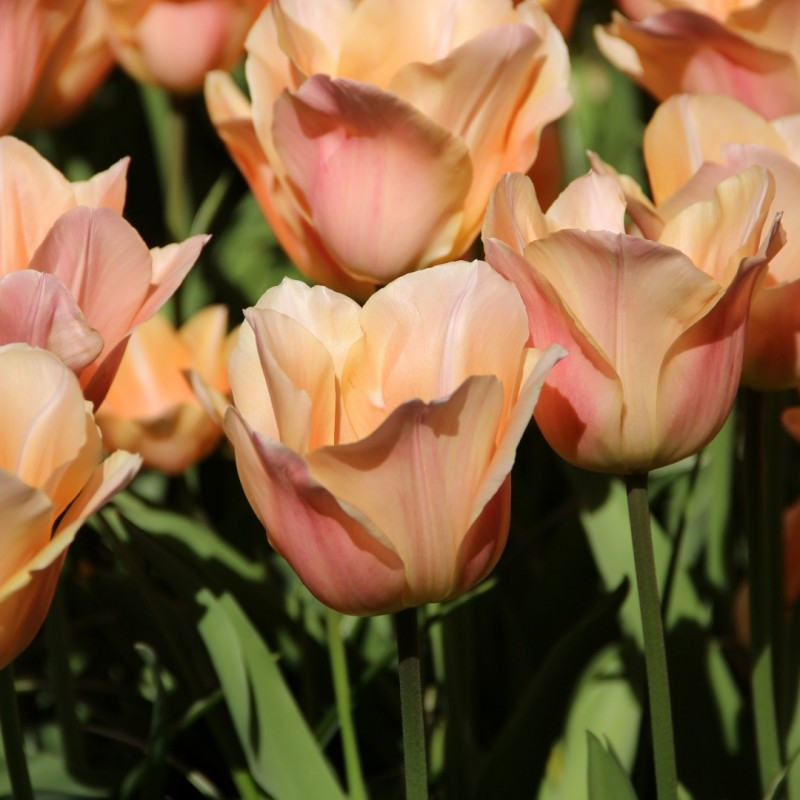 Тюльпан «Априкот Бьюти» (Tulipa 'Apricot Beauty')