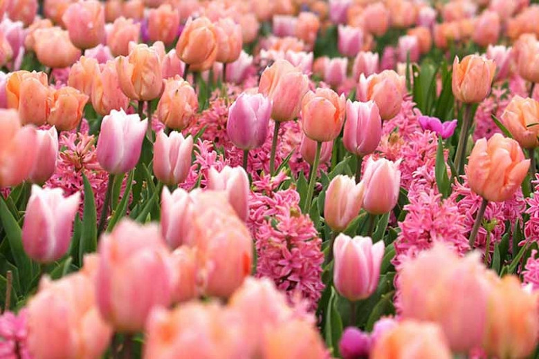 Тюльпан «Априкот Бьюти» (Tulipa 'Apricot Beauty')