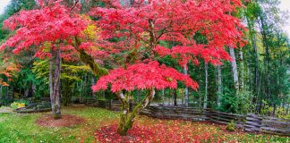 Клёны — выносливые виды на замену японским - Ландшафтный дизайн Клёны — выносливые виды на замену японским