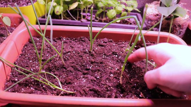 Уход за посевами лука-порея Уход за посевами лука-порея