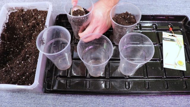 Какую емкость и почвогрунт выбрать для посева лука-порея Какую емкость и почвогрунт выбрать для посева лука-порея