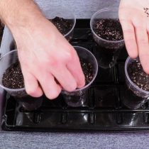 Раскладываем семена по 2-3 семечка в емкость на расстоянии 2-3 см друг от друга