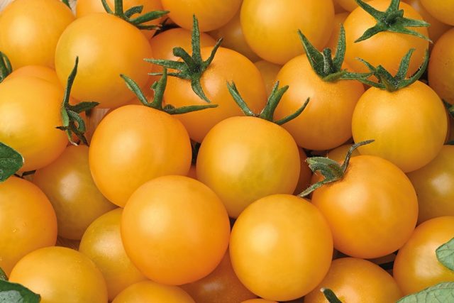 Золотая коллекция — жёлтоплодные томаты от Агрохолдинга «ПОИСК»