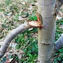 Отлом ветки с частью древесины ствола Отлом ветки с частью древесины ствола