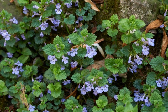 Будра плющевидная (Glechoma hederacea) Будра плющевидная (Glechoma hederacea)
