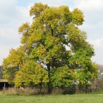 Черный орех (Juglans nigra) Черный орех (Juglans nigra)