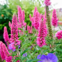 Вероника длиннолистная (Veronica longifolia) Вероника длиннолистная (Veronica longifolia)