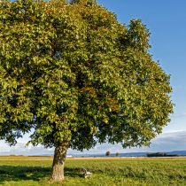 Грецкие орехи (Juglans regia) Грецкие орехи (Juglans regia)