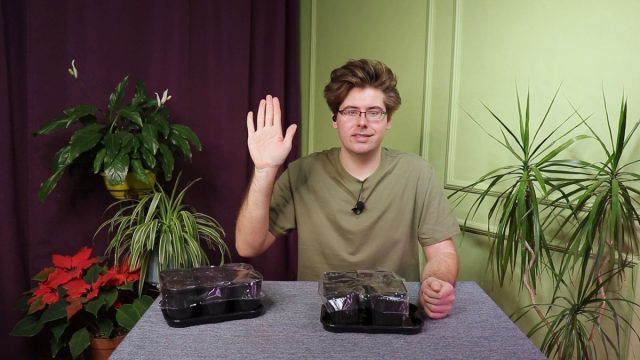 Как правильно посеять огурцы, арбузы и дыни на рассаду? Как правильно посеять огурцы, арбузы и дыни на рассаду?