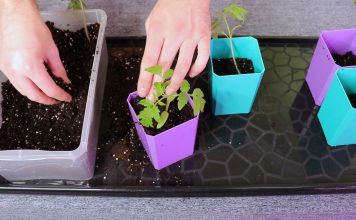 Каждое растение извлекаем любым удобным для вас инструментом – совком, лопаткой или просто большой ложкой. Затем пересаживаем их в емкости и присыпаем землей