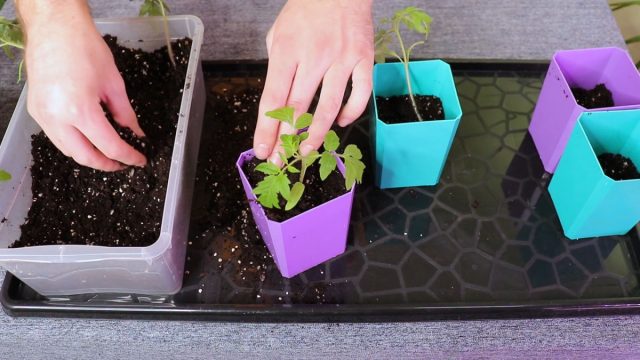 Каждое растение извлекаем любым удобным для вас инструментом – совком, лопаткой или просто большой ложкой. Затем пересаживаем их в емкости и присыпаем землей Каждое растение извлекаем любым удобным для вас инструментом – совком, лопаткой или просто большой ложкой. Затем пересаживаем их в емкости и присыпаем землей
