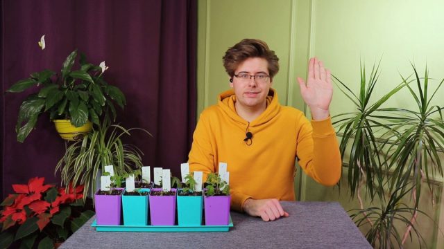 Как правильно провести пикировку томатов? Как правильно провести пикировку томатов?