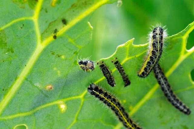 Какие насекомые вредят нашим растениям?