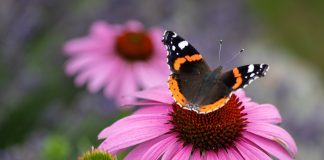 Какие растения привлекут бабочек в ваш сад? - Цветы многолетние Какие растения привлекают бабочек?