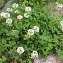 Клевер (Trifolium repens) Клевер (Trifolium repens)